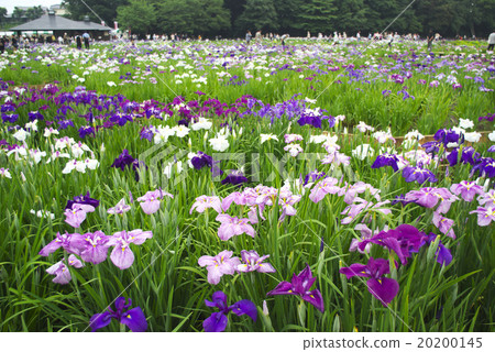 Kitayama Park's iris garden 20200145