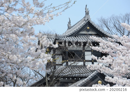 Takada castle and cherry blossoms Takada castle and cherry blossoms 20200216