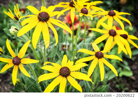 Rudbeckia flowers (Rudbeckia hirta) in the garden Rudbeckia flowers (Rudbeckia hirta) in the garden 20200622