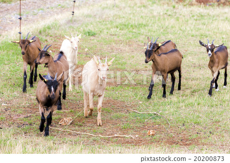 herd of goats, Aveyron, Midi Pyrenees, France 20200873