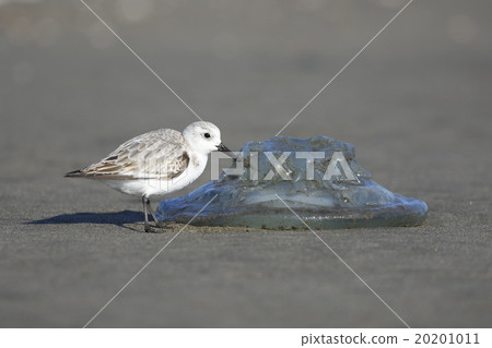 發射水母和Miyubishigi 20201011