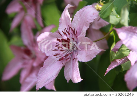 Lilac clematis in the garden Lilac clematis in the garden 20201249