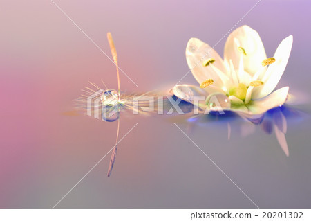 Waterdrop Photo Dandelion and Allium Coignie Waterdrop Photo Dandelion and Allium Coignie 20201302