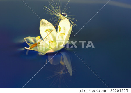 Waterdrop Photo Dandelion and Allium Coignie Waterdrop Photo Dandelion and Allium Coignie 20201305