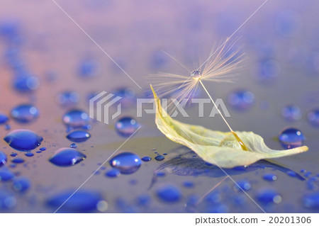 Waterdrop Photo Petal of Dandelion and Nigella 20201306
