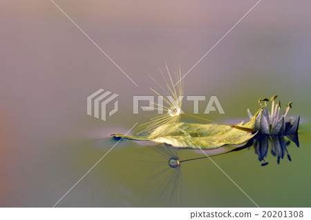 Drops of water Dandelion and petals 20201308