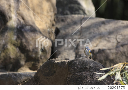 紅脅藍尾鴝 紅脅藍尾鴝 20201575