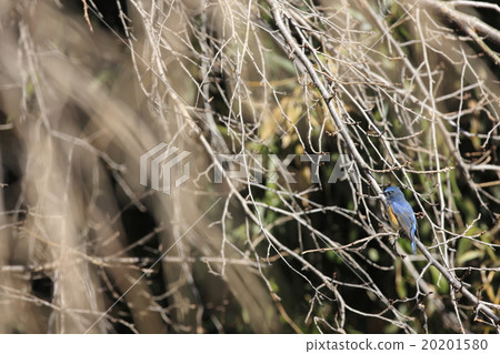 紅脅藍尾鴝 20201580