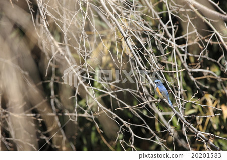 紅脅藍尾鴝 20201583