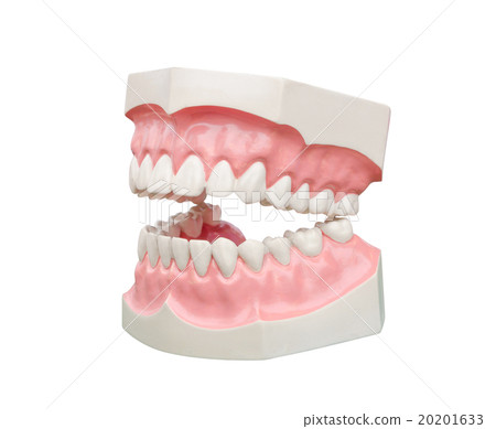 Dentoform, Dental teeth model isolated on white 20201633