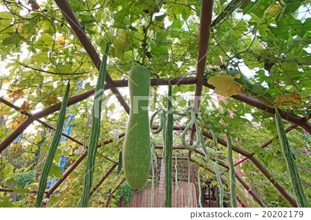 snake gourd or padwal and winter melon on tree 20202179