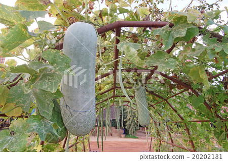 gourd or winter melon on tree gourd or winter melon on tree 20202181