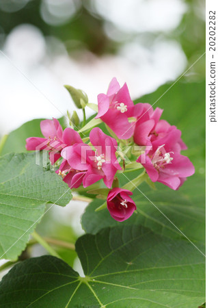 Don Bear Seminole 20202282