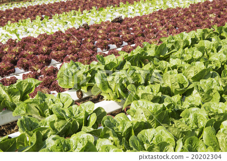 Farm of Hydroponic Plantation 20202304
