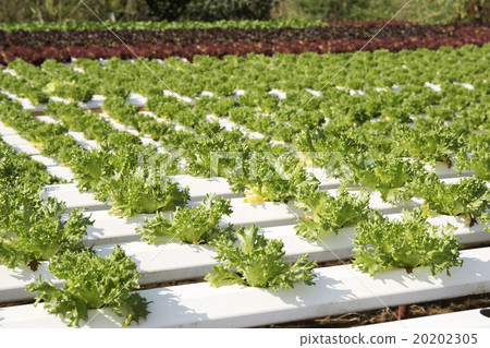 Farm of Hydroponic Plantation 20202305
