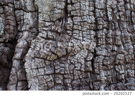 Tree bark texture, close-up 20202527