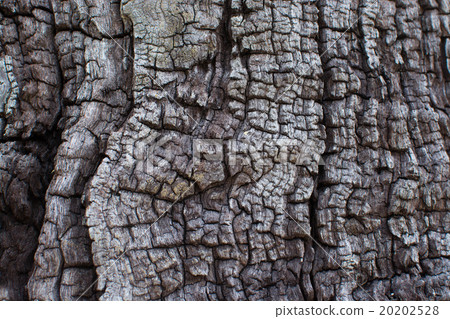 Tree bark texture, close-up 20202528