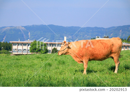 Aka's cow ② ② 20202913