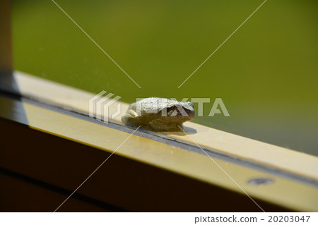 一隻青蛙 20203047