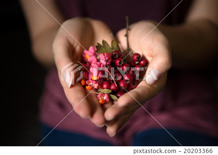 Woman holding wild rose hips in hands 20203366