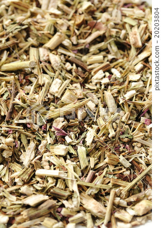 草本植物茶紫錐菊 20203804