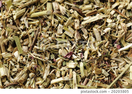草本植物茶紫錐菊 草本植物茶紫錐菊 20203805