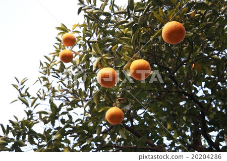 Natsumikan Natsumikan 20204286