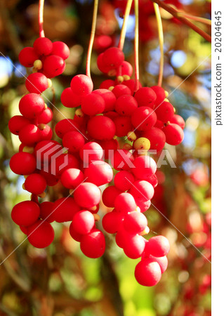 branch of schisandra branch of schisandra 20204645