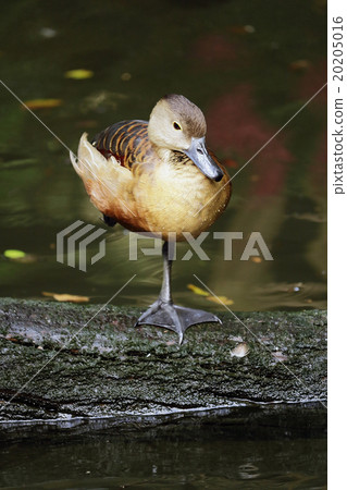 Indian whistling duck standing 20205016