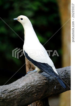 Close up Pied Imperial Pigeon 20205017