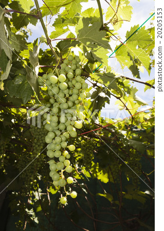 Bunch of grapes in the vine Bunch of grapes in the vine 20205153