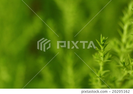 In the green 20205162