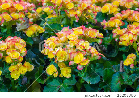 Yellow Begonia flowers in the garden Yellow Begonia flowers in the garden 20205399