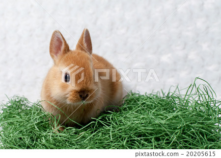 Rabbit  20205615
