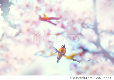 櫻花和山形 櫻花和山形 20205653