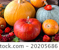 bright pumpkins 20205686