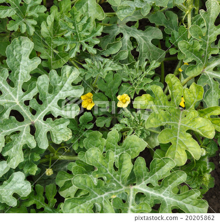 Blooming watermelon Blooming watermelon 20205862