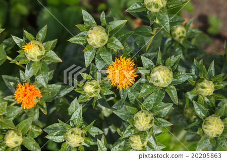 Safflower garden closeup Safflower garden closeup 20205863