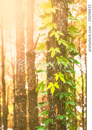 Branches of the green leaves entwine of tree. 20206632