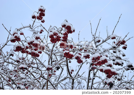 The viburnum Bush with red berries with snow 20207399