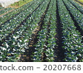 Cabbage field 20207668