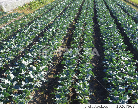 Cabbage field 20207668