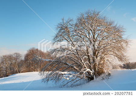 Tree in winter landscape Tree in winter landscape 20207781