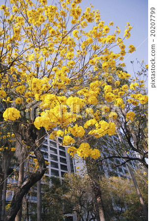 March of the year entrance March, the most reddish awards flower process, under way the southern arrival late Fun Hua Hua Yuan Hua flower Suzuki 20207799