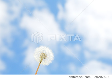 Dandelion and blue sky Dandelion and blue sky 20207802