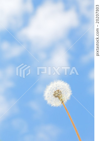 Dandelion and blue sky Dandelion and blue sky 20207803