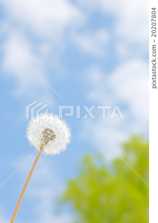 蒲公英和藍天 蒲公英和藍天 20207804