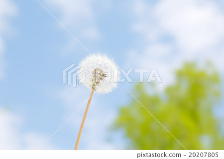 蒲公英和藍天 蒲公英和藍天 20207805