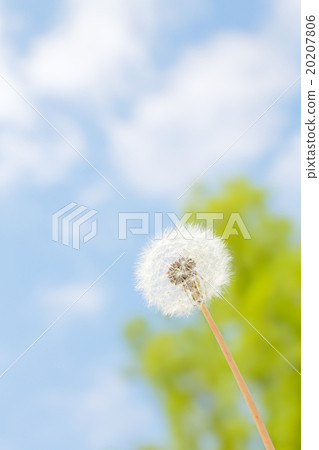 蒲公英和藍天 蒲公英和藍天 20207806