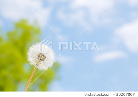 蒲公英和藍天 蒲公英和藍天 20207807